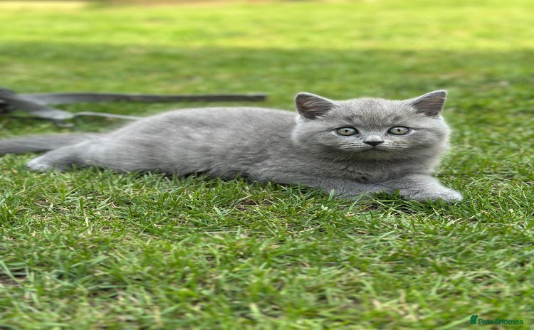 Brazilian Shorthair cats - Advert 1