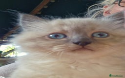 Ragdoll cats for sale: Stunning 3/4 Ragdoll kittens - Advert 5