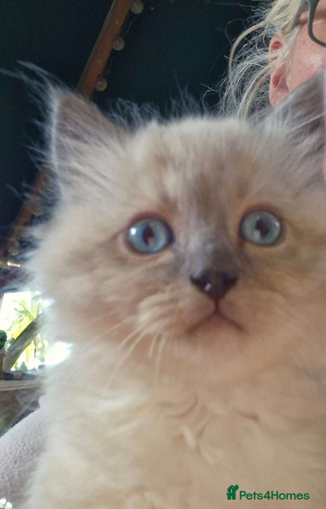 Ragdoll cats for sale: Stunning 3/4 Ragdoll kittens - Advert 5