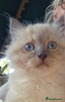 Ragdoll cats Stunning 3/4 Ragdoll kittens - Advert 6