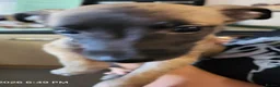 Whippet dogs for sale: Beautiful whippets in Nottingham - Advert 11
