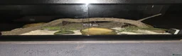 Python Snake reptiles for sale: ROYAL / BALL PYTHON in Cwmbran - Advert 3