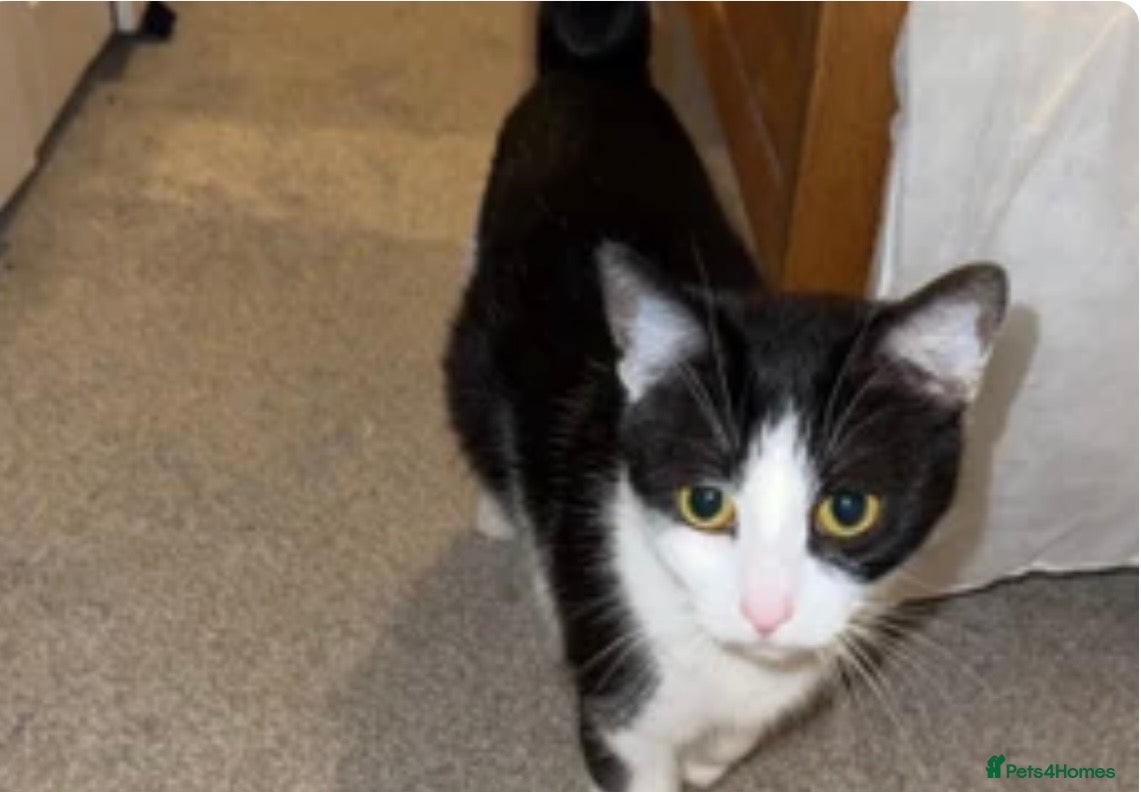 British Shorthair cats 3 beautiful kittens looking for forever homes - Advert 2