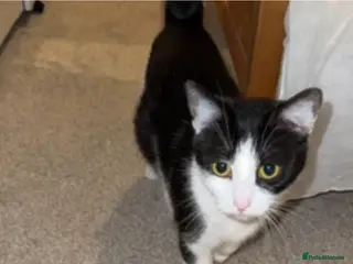 British Shorthair cats 3 beautiful kittens looking for forever homes - Advert 1