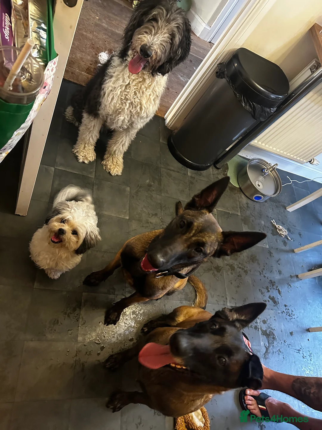 Belgian Shepherd Dog dogs for sale: Belguim shepherd Mali  in Maidstone - Advert 2