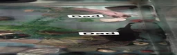 Axolotl reptiles for sale: Baby axolotls  in Truro - Advert 3