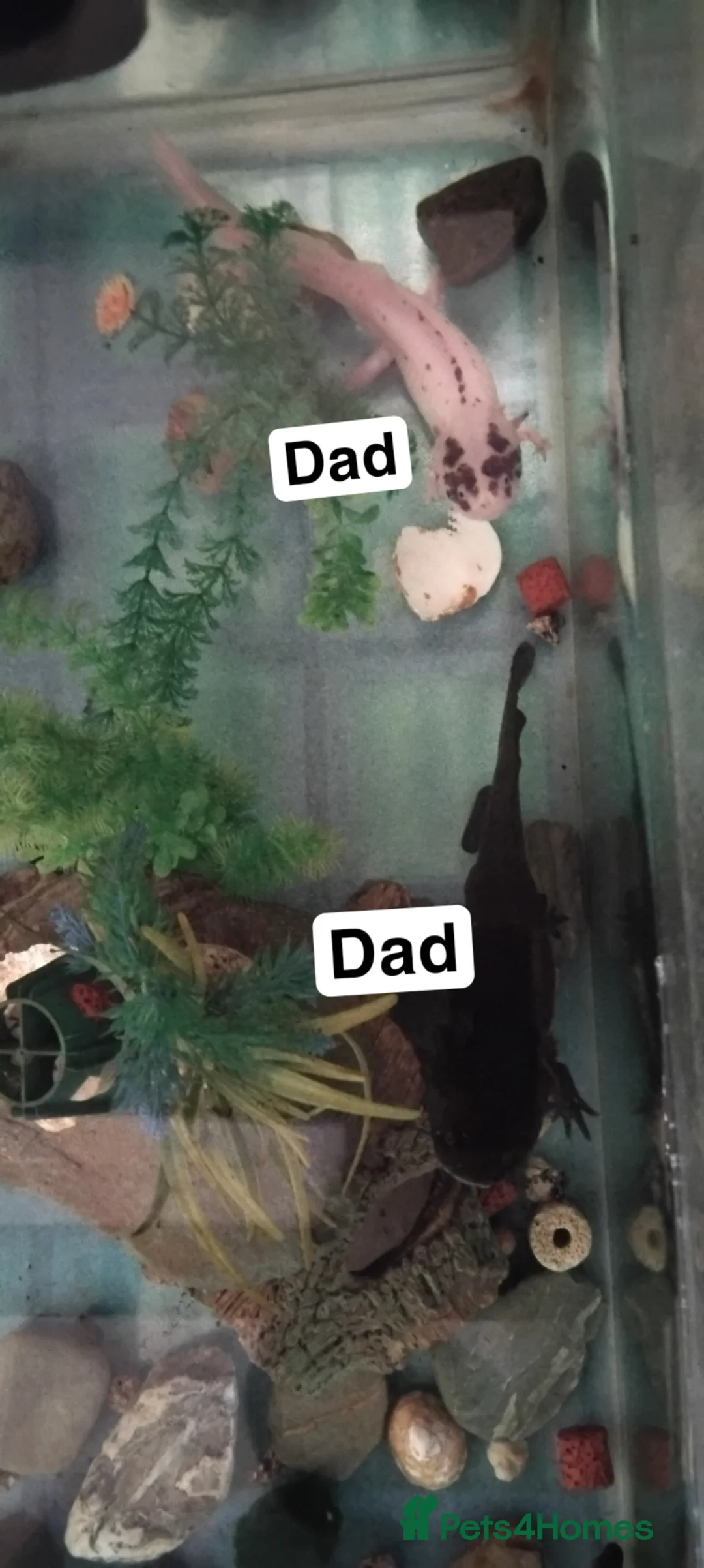 Axolotl reptiles for sale: Baby axolotls  in Truro - Advert 3