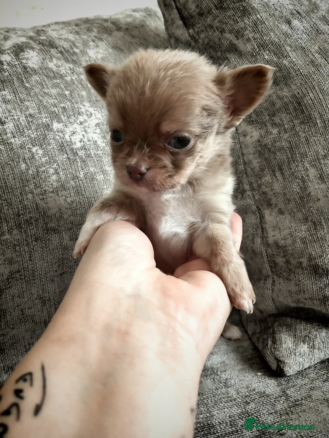 Chihuahua dogs for sale: Lilac long Coat chihuahuas  - Advert 2