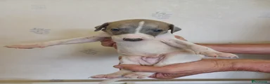 Whippet 6