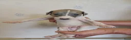 Whippet dogs for sale: Beautiful RKC Registered Puppies - Advert 29