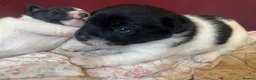 Jack Russell dogs for sale: 2 boy jack Russel  - Advert 7