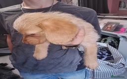 Mixed Breed dogs for sale: Labrador x cockapoo puppies - Image 15