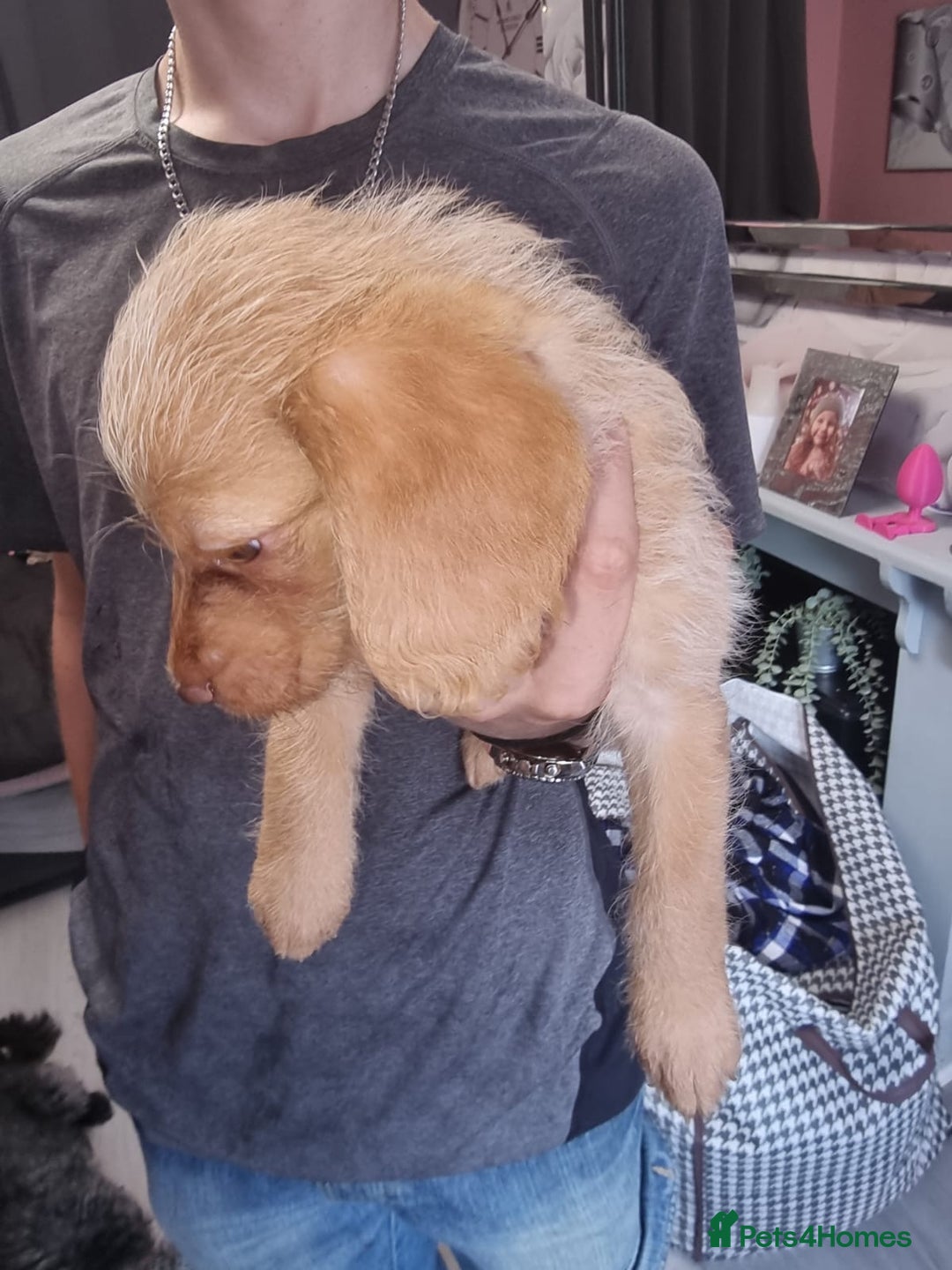 Mixed Breed dogs for sale: Labrador x cockapoo puppies - Image 15
