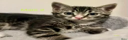 Mixed Breed cats for sale: Beautiful Kittens ready for their forever Homes - Advert 5