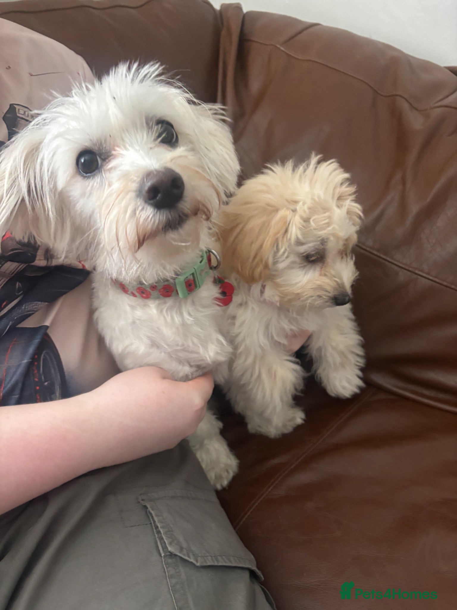 Maltipoo dogs Last gorgeous maltipoo - Advert 2