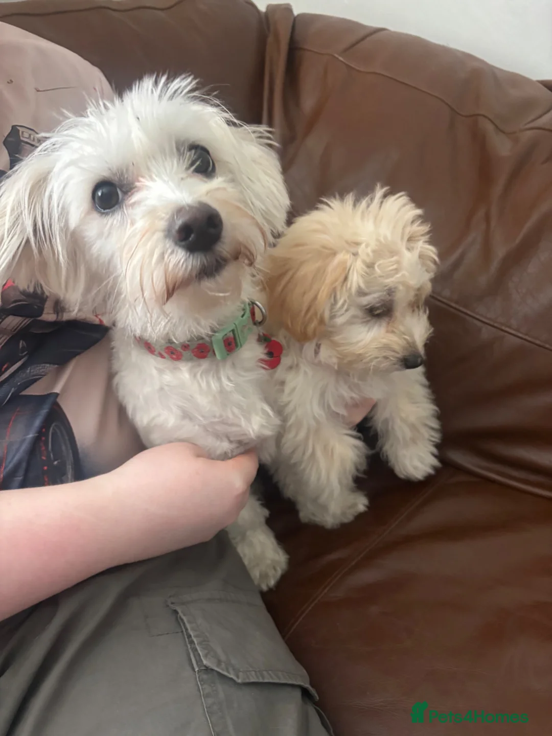 Maltipoo dogs for sale: Last gorgeous maltipoo in Chester-le-Street - Advert 1