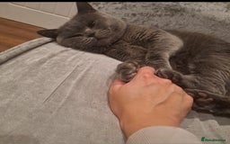 British Shorthair cats for stud: Stud duties British shorthair purebred - Image 2