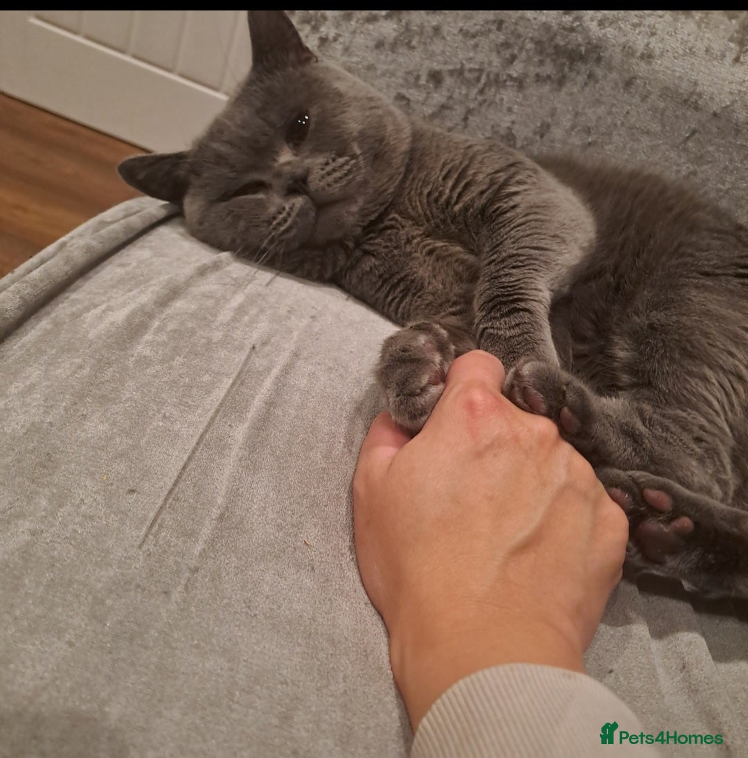 British Shorthair cats for stud: Stud duties British shorthair purebred - Image 2