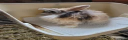 Lionhead rabbits for sale: Lop lionhead bunnies!  in Stockport - Advert 7