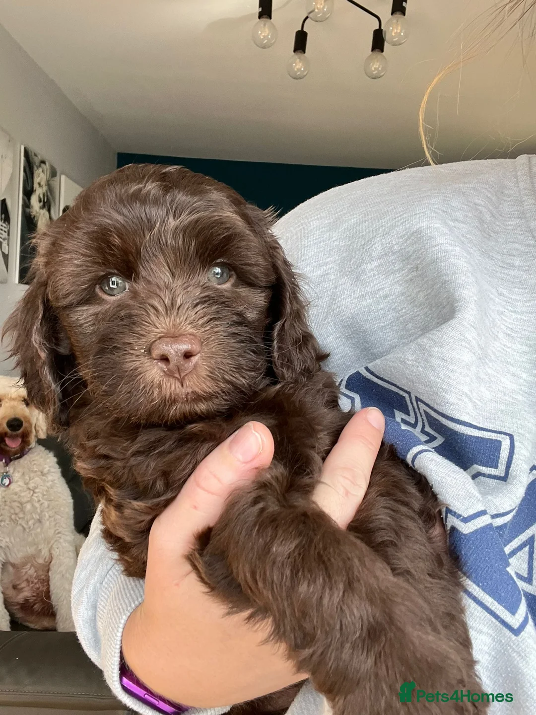 Cockapoo dogs for stud: DNA & BVA Heath Tested Chocolate Cockapoo STUD in Manchester - Advert 10