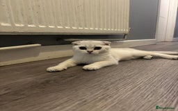 Scottish Fold cats for sale: SCOTTISH FOLD FEMALE KITTENS - Image 13