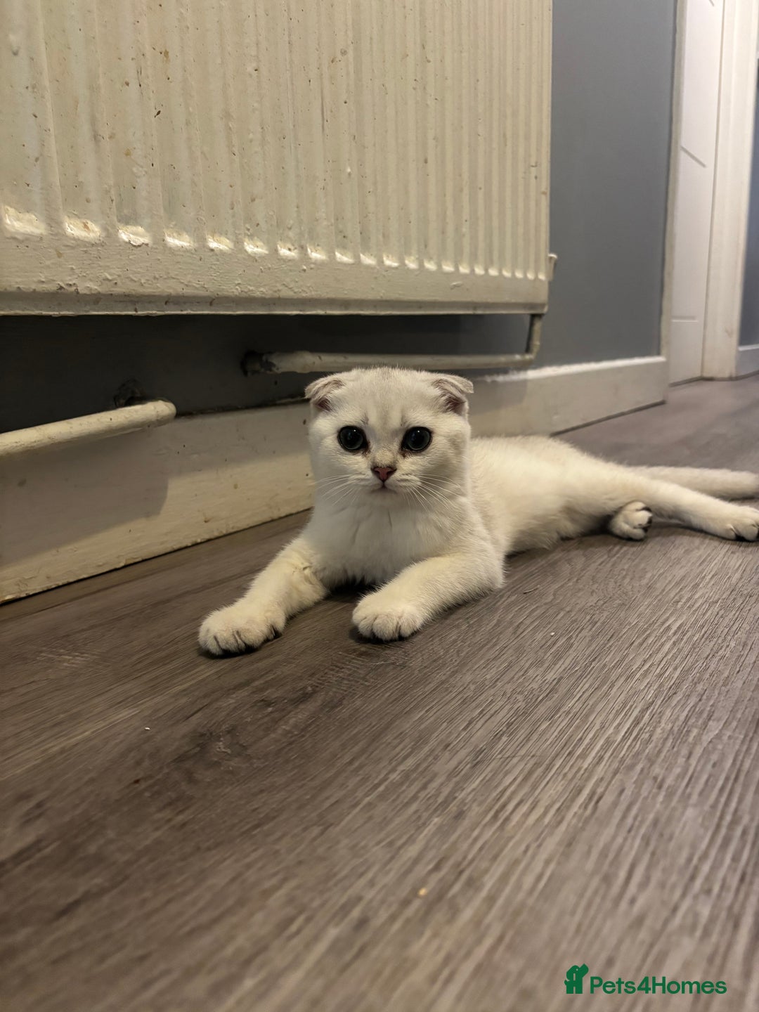 Scottish Fold cats for sale: SCOTTISH FOLD FEMALE KITTENS - Image 13