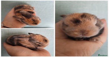 Mini Lop rabbits - Advert 4