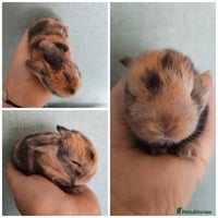 Mini Lop rabbits - Advert 2