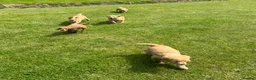 Mini Goldendoodle dogs for sale:   Like owning a miniature fluffy Golden Retriever - Advert 39