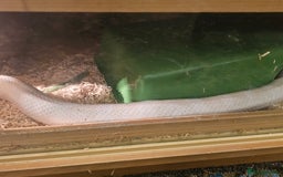 Corn Snake reptiles for sale: Snow corn and viv - Image 12