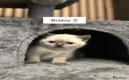 British Shorthair cats for sale: Kittens British Shorthair  - Image 2