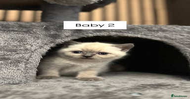 British Shorthair cats - Advert 7