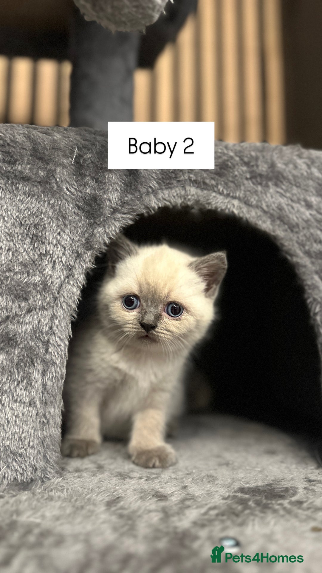 British Shorthair cats for sale: Kittens British Shorthair  - Image 2