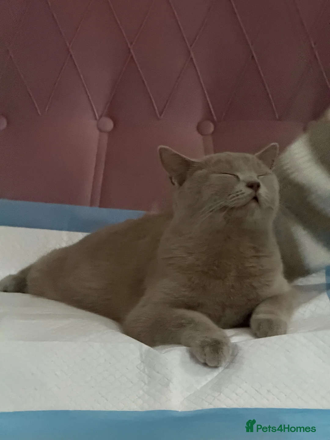 British Shorthair cats for sale: British shorthair  - Advert 4