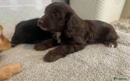 Cockapoo dogs for sale: F1 cockapoo - Image 8