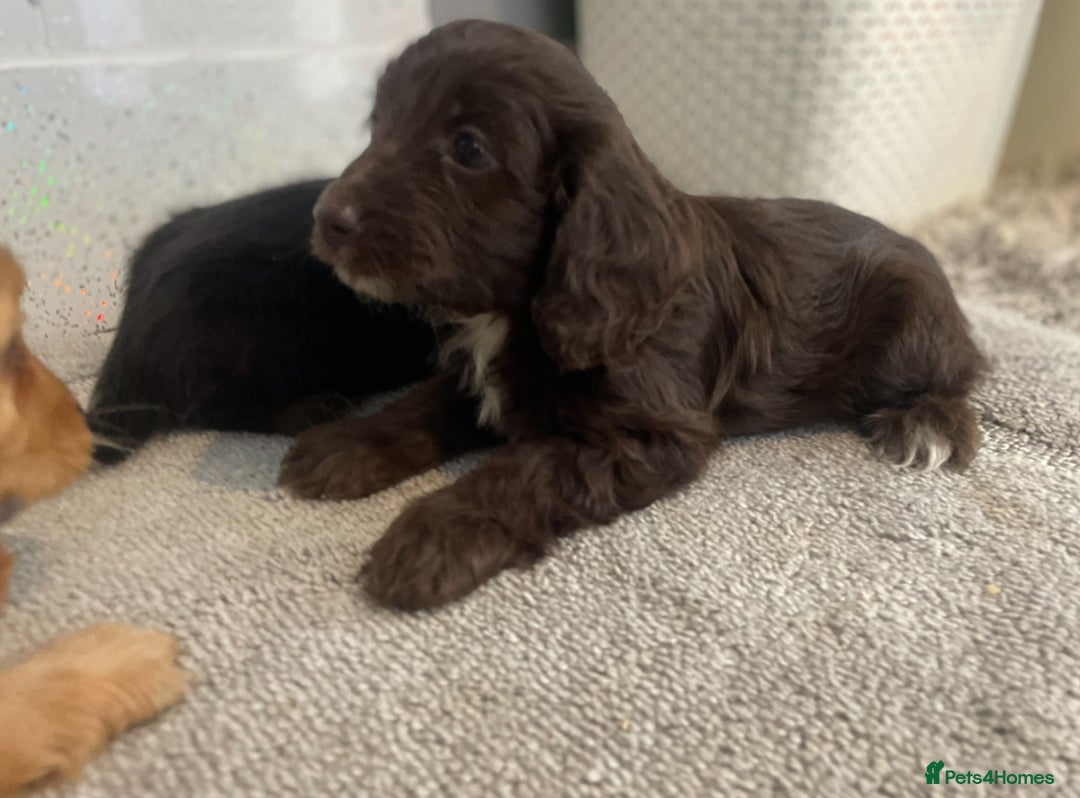 Cockapoo dogs for sale: F1 cockapoo - Image 8