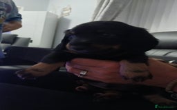 Miniature Dachshund dogs for sale: STUNNING MINIATURE DACHSHUND PUPPIES - Image 8