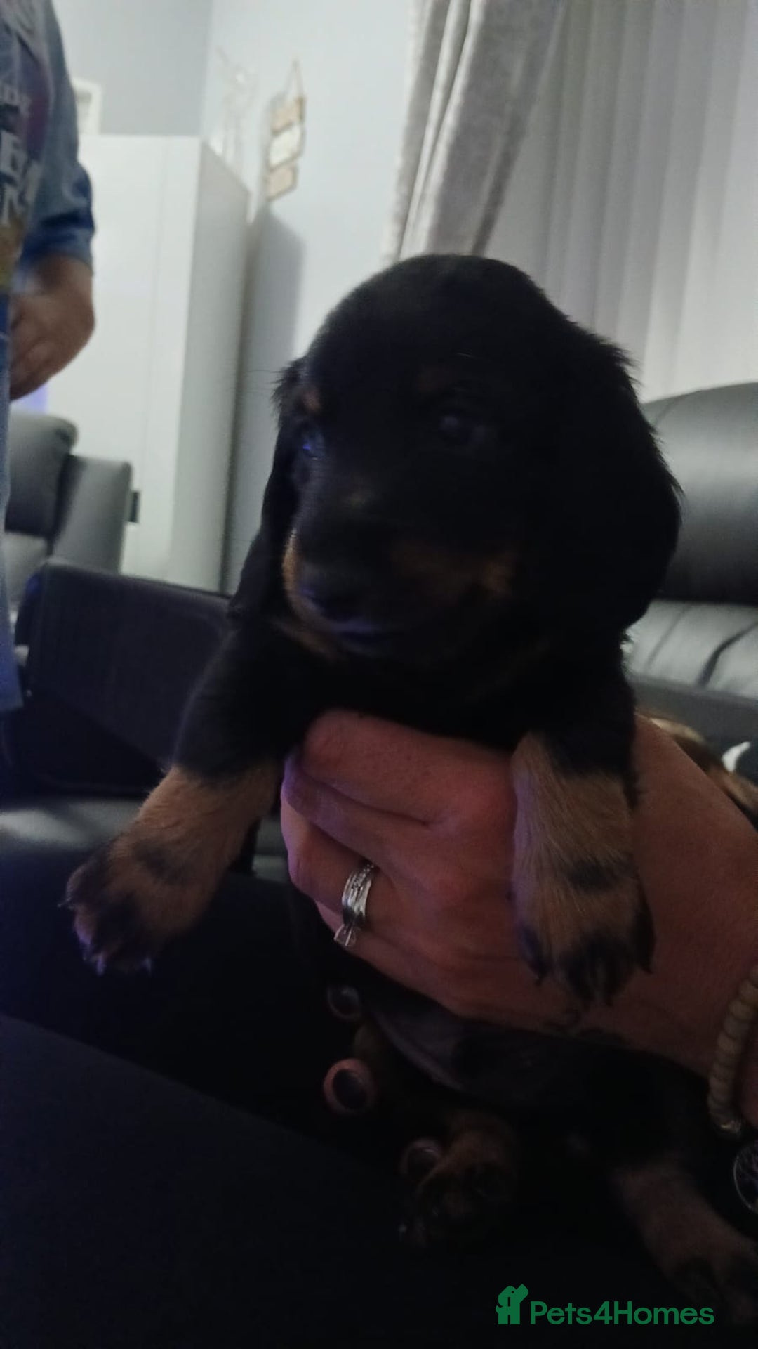 Miniature Dachshund dogs for sale: STUNNING MINIATURE DACHSHUND PUPPIES - Image 8