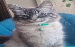 Siamese cats for sale: STUNNING FLUFFY LYNXPOINT CROSS KITTENS - Image 8