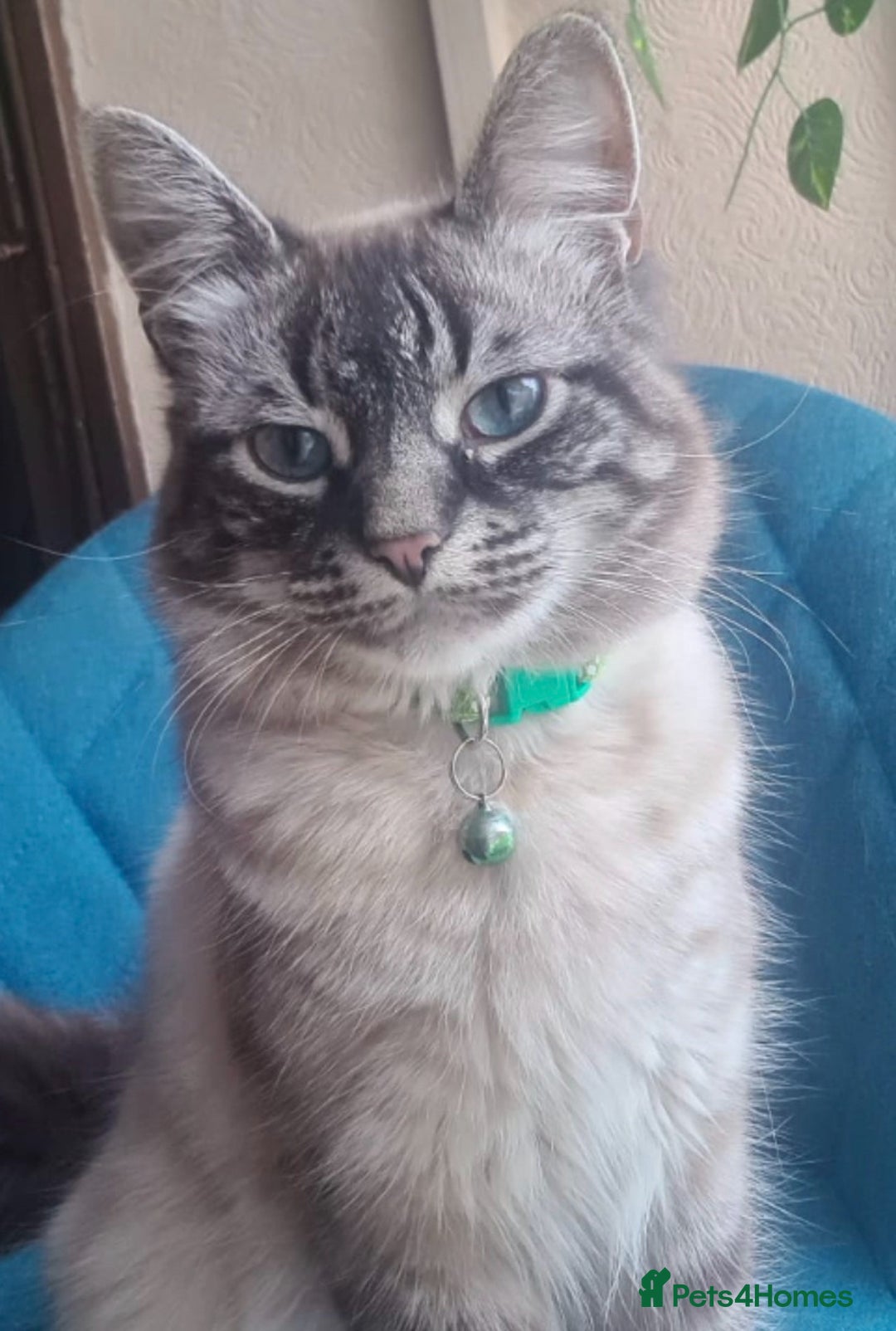 Siamese cats for sale: STUNNING FLUFFY LYNXPOINT CROSS KITTENS - Image 8