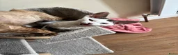 Devon Rex cats for sale: Quintelin Devon Rex - Advert 4