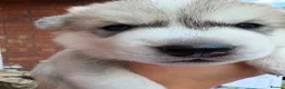 Utonagan dogs for sale: 7 stunning husky/malamute puppies in Waltham Abbey - Advert 5