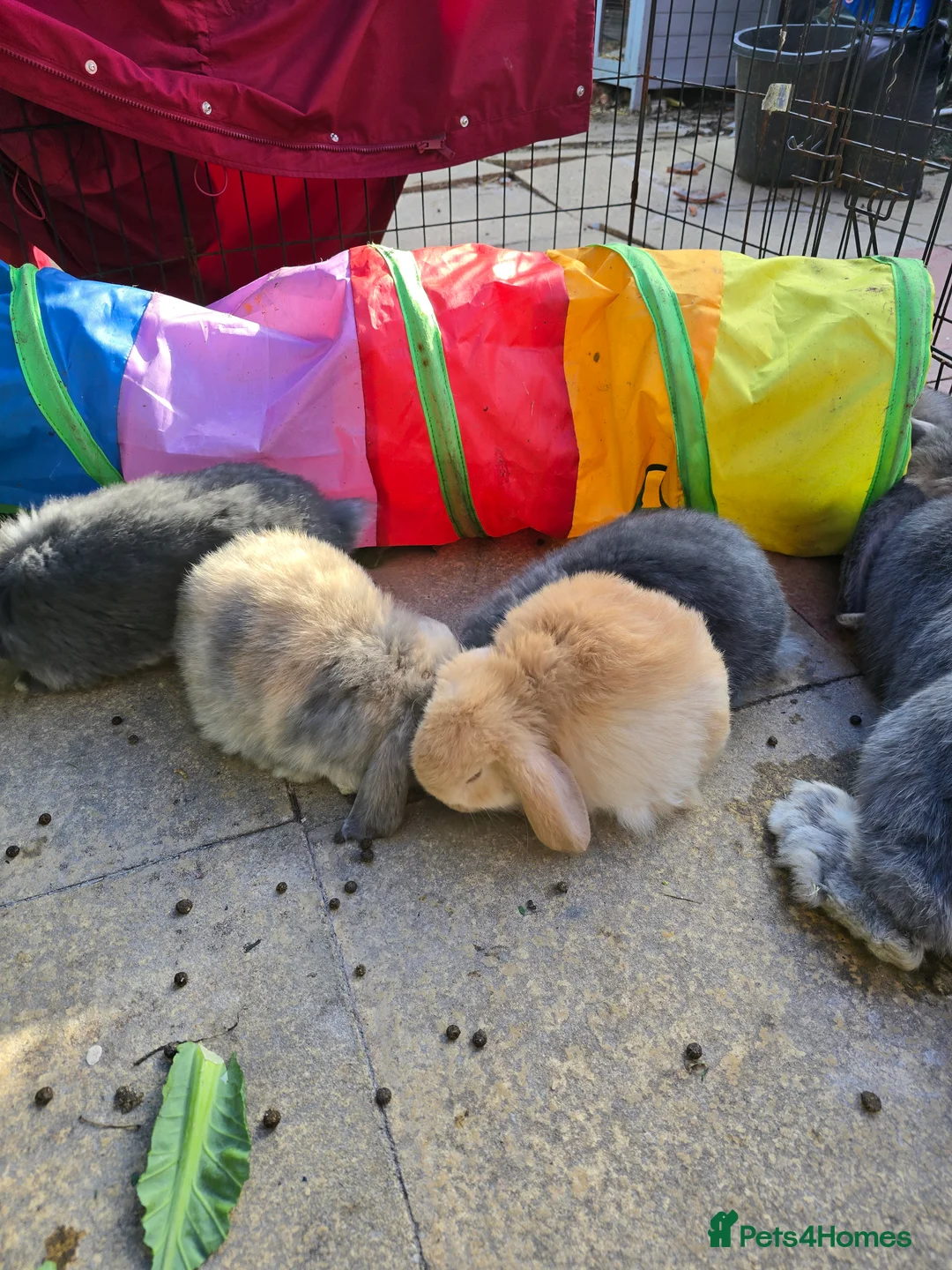 French Lop rabbits for sale: Mini Lop x French Lop babies - Advert 2