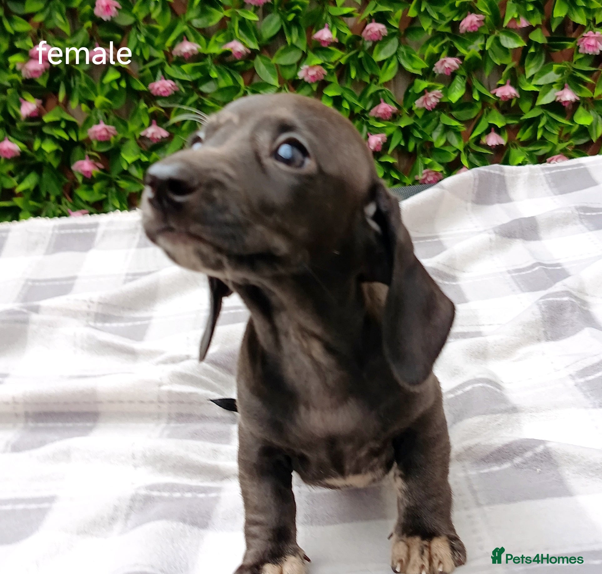 Dachshund dogs QUAILTY MINI KC Reg PRA CLEAR  - Advert 2