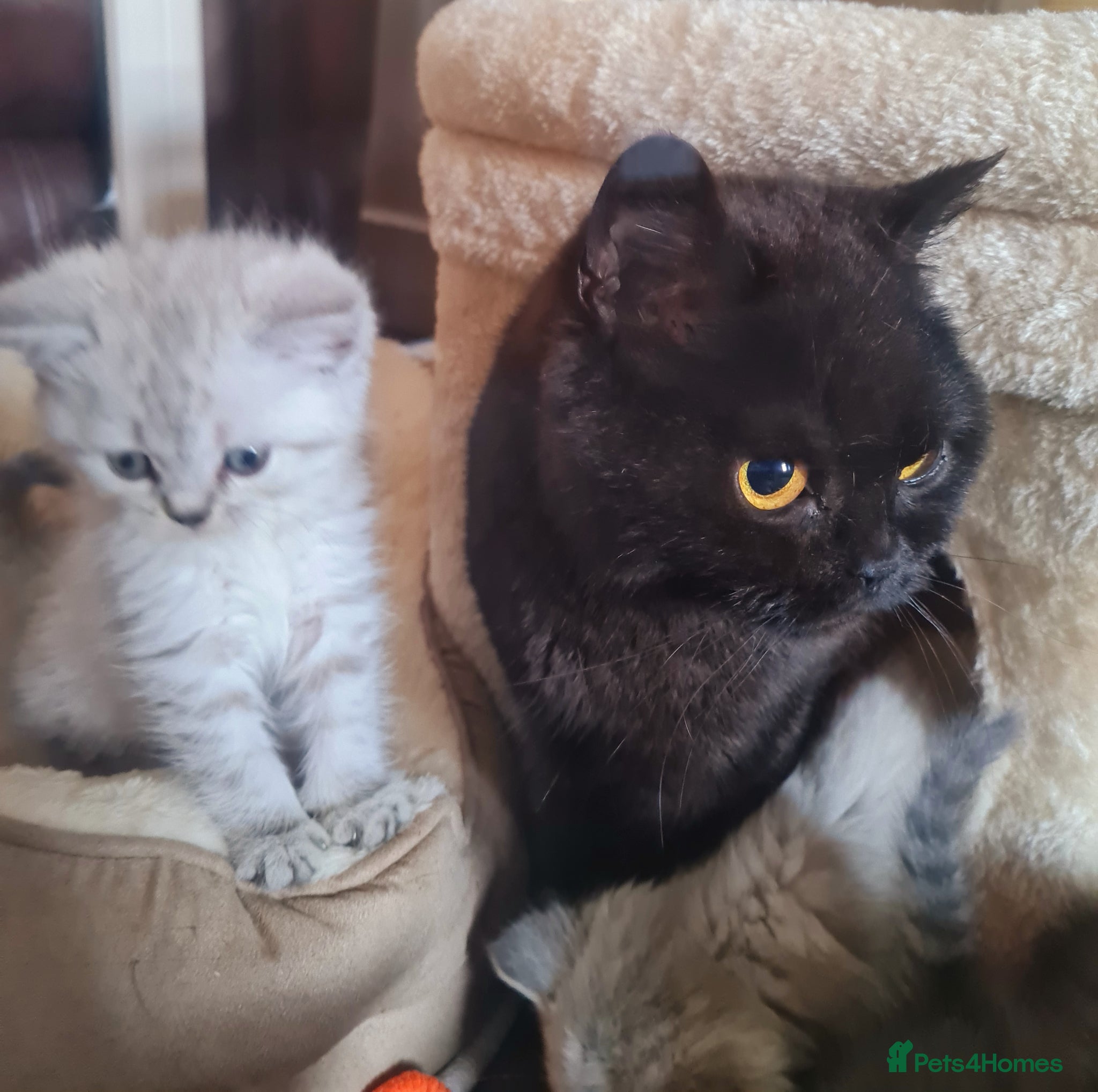 British Shorthair cats for sale: Stunning British Shorthair kittens - Advert 1