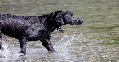 Labrador Retriever dogs KC reg black & yellow Labradors. Ready 23 Dec - Advert 3