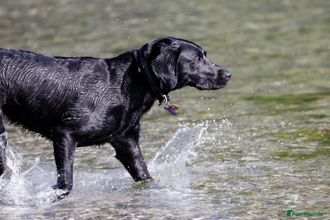 Labrador Retriever dogs for sale: KC registered yellow Labradors. Ready from 23 Dec - Advert 6