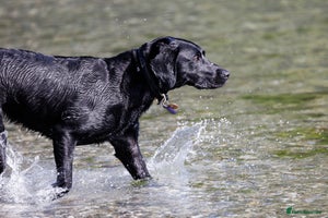 Labrador Retriever dogs KC reg black & yellow Labradors. Ready 23 Dec - Advert 3