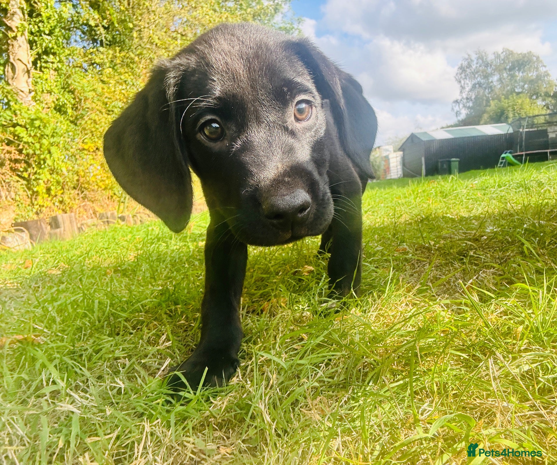 Labrador Retriever dogs 🐾🧡READY BEAUTIFUL Kc Labrador PUPPIES 🧡🐾 - Advert 1