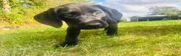 Labrador Retriever dogs for sale: 🐾🧡READY 1 BOY LEFT Kc Labrador PUPPIES 🧡🐾 - Advert 1